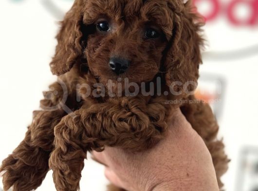 Redbrown Kore Mini Toy Poodle Yavrularımız görsel