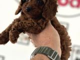Redbrown kore mini toy poodle yavrularımız