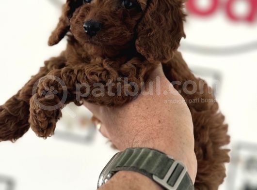 Redbrown Kore Mini Toy Poodle Yavrularımız