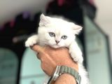 En Güzel British Shorthair Yavrularımız