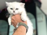 En Güzel British Shorthair Yavrularımız
