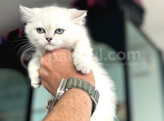 En Güzel British Shorthair Yavrularımız görsel