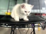 En güzel british shorthair yavrularımız