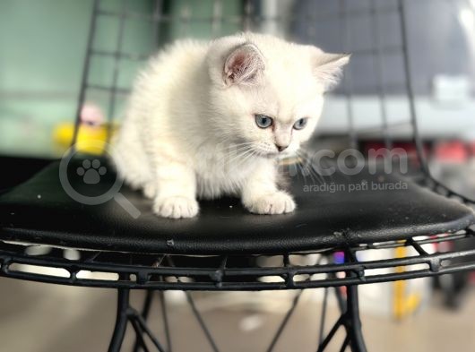 En Güzel British Shorthair Yavrularımız