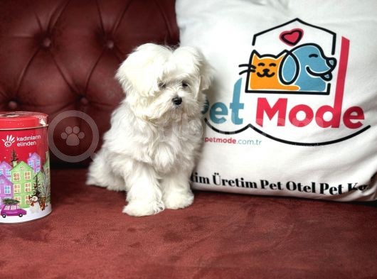 Show Kalite Kore Kanı Maltese Yavrumuz görsel