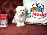 Show Kalite Kore Kanı Maltese Yavrumuz