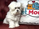 Show Kalite Kore Kanı Maltese Yavrumuz