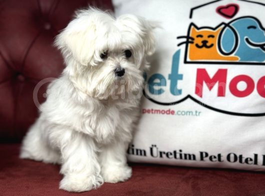 Show Kalite Kore Kanı Maltese Yavrumuz görsel