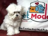 Show Kalite Kore Kanı Maltese Yavrumuz