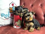 En Güzel Tea Cup Yorkshire Terrier Yavrularımız