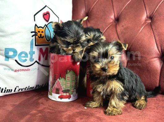 En Güzel Tea Cup Yorkshire Terrier Yavrularımız görsel