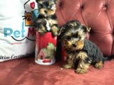 En Güzel Tea Cup Yorkshire Terrier Yavrularımız