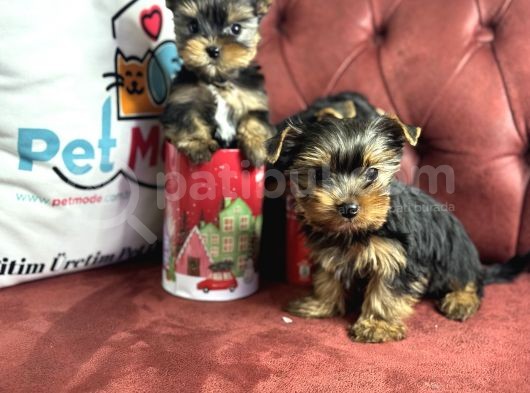 En Güzel Tea Cup Yorkshire Terrier Yavrularımız görsel