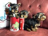 En güzel tea cup yorkshire terrier yavrularımız