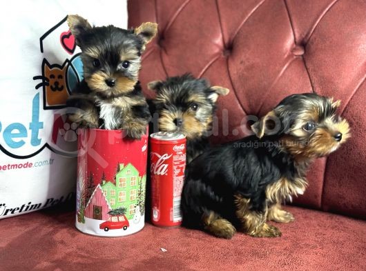 En Güzel Tea Cup Yorkshire Terrier Yavrularımız