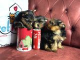 En Güzel Tea Cup Yorkshire Terrier Yavrularımız