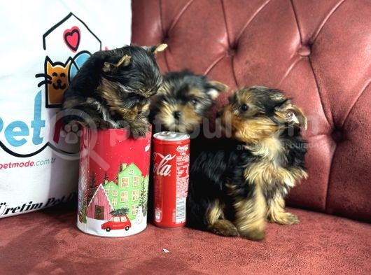En Güzel Tea Cup Yorkshire Terrier Yavrularımız görsel