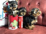 En Güzel Tea Cup Yorkshire Terrier Yavrularımız