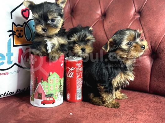 En Güzel Tea Cup Yorkshire Terrier Yavrularımız görsel