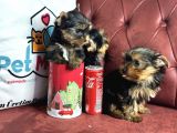 En Güzel Tea Cup Yorkshire Terrier Yavrularımız