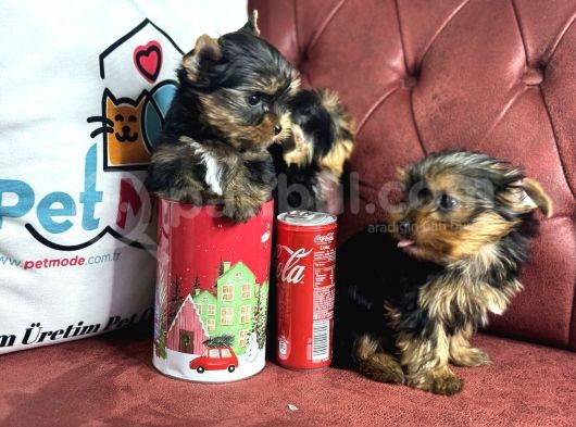 En Güzel Tea Cup Yorkshire Terrier Yavrularımız görsel