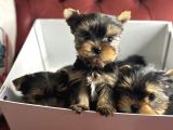 En Güzel Tea Cup Yorkshire Terrier Yavrularımız