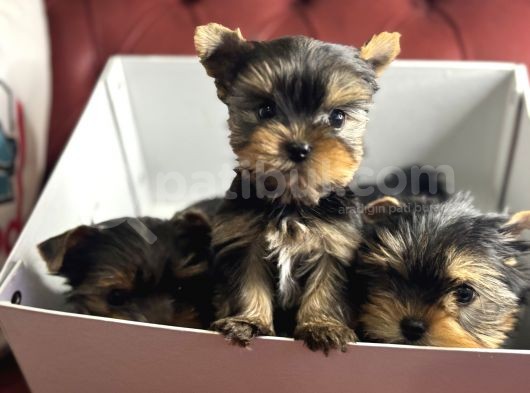 En Güzel Tea Cup Yorkshire Terrier Yavrularımız görsel