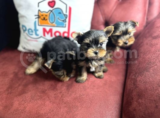 En Güzel Tea Cup Yorkshire Terrier Yavrularımız görsel