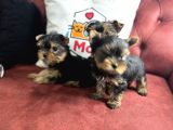 En Güzel Tea Cup Yorkshire Terrier Yavrularımız