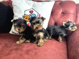 En Güzel Tea Cup Yorkshire Terrier Yavrularımız