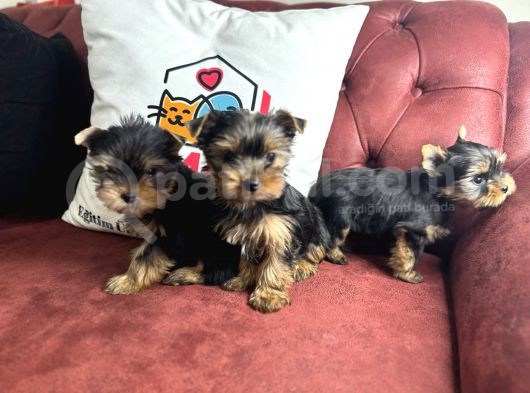 En Güzel Tea Cup Yorkshire Terrier Yavrularımız görsel