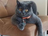 British Shorthair Kızımıza British Damat Arıyoruz