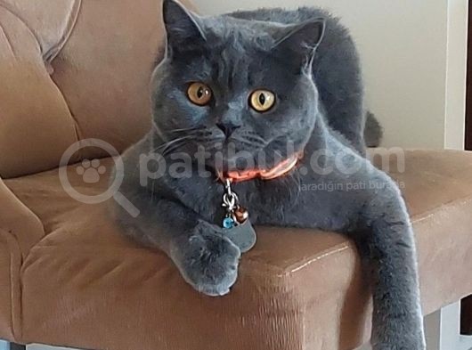 British Shorthair Kızımıza British Damat Arıyoruz görsel