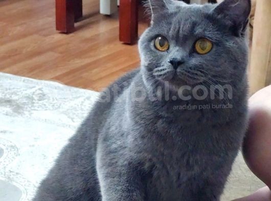 British Shorthair Kızımıza British Damat Arıyoruz görsel