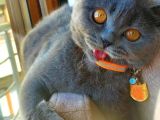 British Shorthair Kızımıza British Damat Arıyoruz