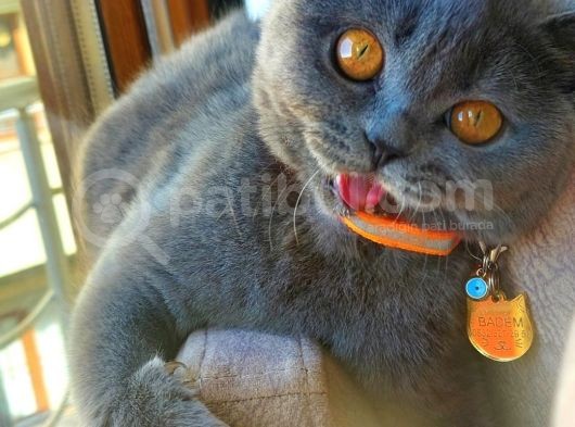 British Shorthair Kızımıza British Damat Arıyoruz görsel