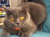 British Shorthair Kızımıza British Damat arıyoruz