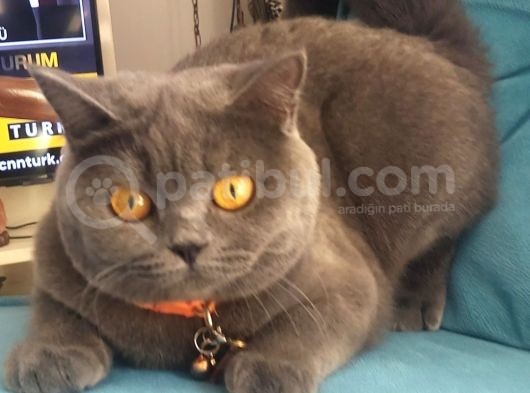 British Shorthair Kızımıza British Damat Arıyoruz