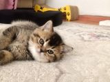 Muhteşem Mozaik  British Shorthair