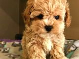 Tooy poodle cinsi yavrular DİŞİ erkek mevcuttur 