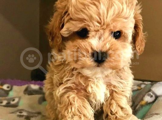 Tooy Poodle Cinsi Yavrular Di̇şi̇ Erkek Mevcuttur 