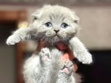 En Güzel British Shorthair Yavrularımız