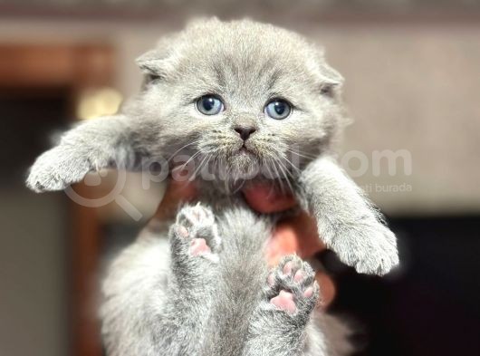 En Güzel British Shorthair Yavrularımız görsel