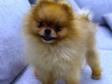 POMERRİAN BOO AYI SURATLI 