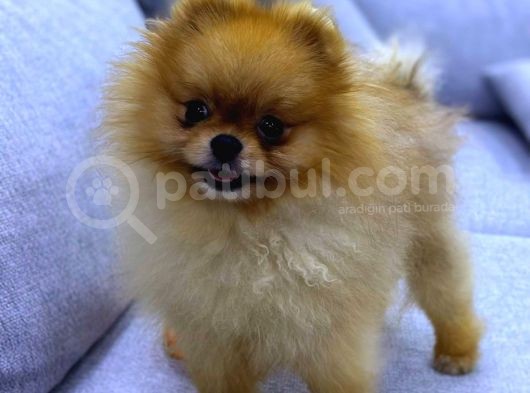 Pomerri̇an Boo Ayi Suratli 