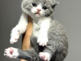 En Güzel British Shorthair Yavrularımız
