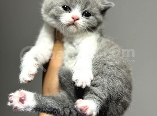 En Güzel British Shorthair Yavrularımız görsel