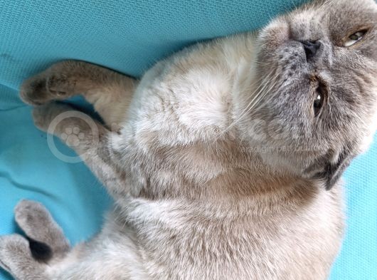 Scottish Kedi görsel