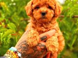 Tooy poodle cinsi yavrular DİŞİ erkek mevcuttur 