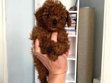 Kilo Sağlık ve ırk garantili toy Boy Poodle bebeklerim